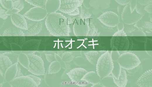 ネーブルオレンジの名前の由来は 甘みが強い柑橘類の語源は 生食やジャムに Quiz あの名前の由来は