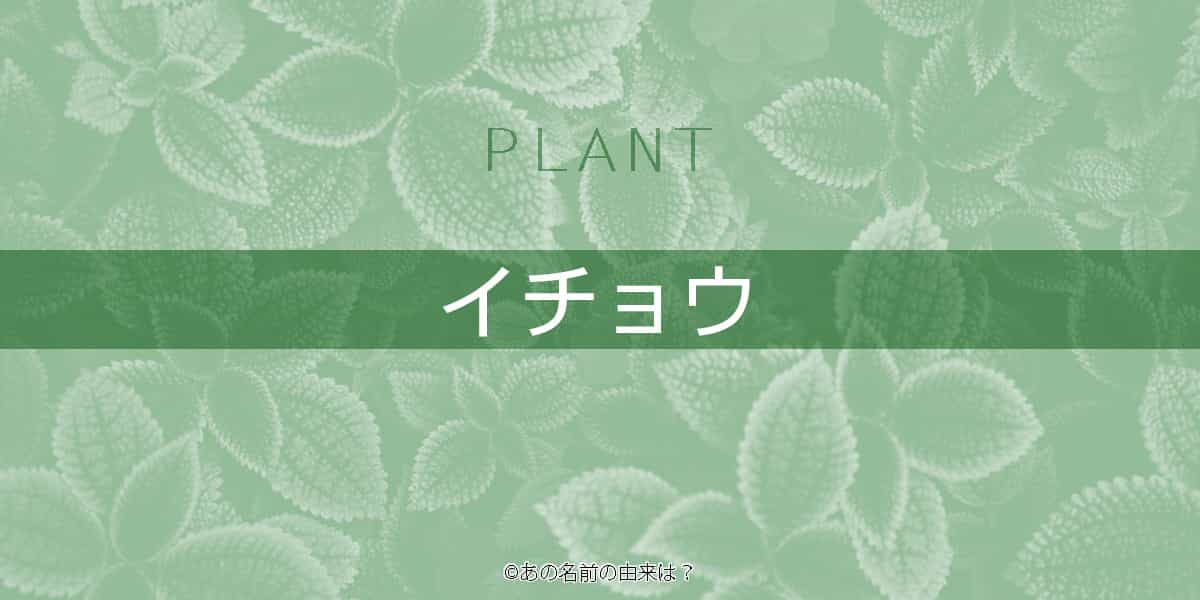 イチョウの名前の由来は 秋に美しく黄葉する銀杏の語源と背景 マークに多い葉の形 Quiz あの名前の由来は