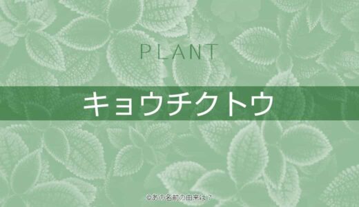 ナシの名前の由来は 品種で違う旬の時期 梨の品種と語源は 品種とランキング Quiz あの名前の由来は