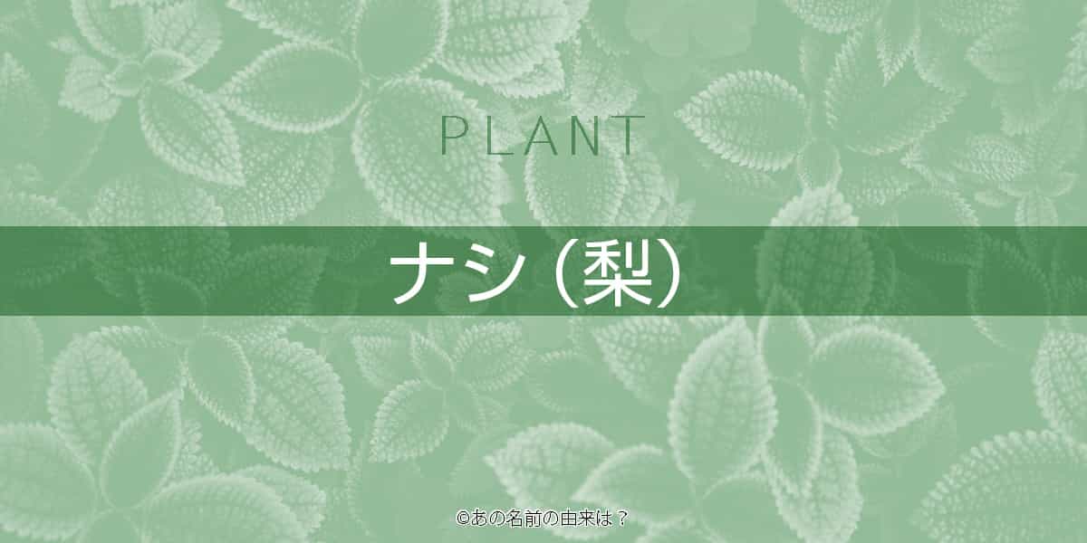ナシの名前の由来は 品種で違う旬の時期 梨の品種と語源は 品種とランキング Quiz あの名前の由来は