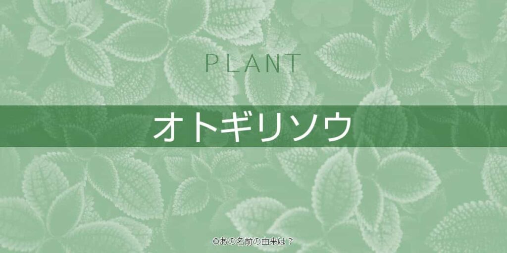 オトギリソウの名前の由来は 不幸な伝説のある薬用される花 草花の語源と歴史 Quiz あの名前の由来は