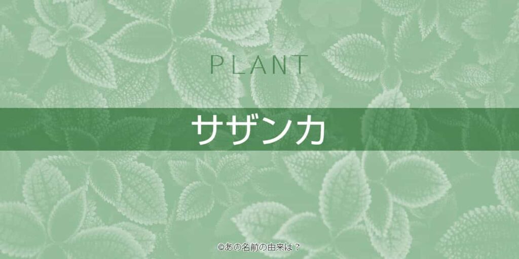 サザンカの名前の由来は 秋から初冬に咲く美しい花の語源は 冬の季語にされる植物 Quiz あの名前の由来は