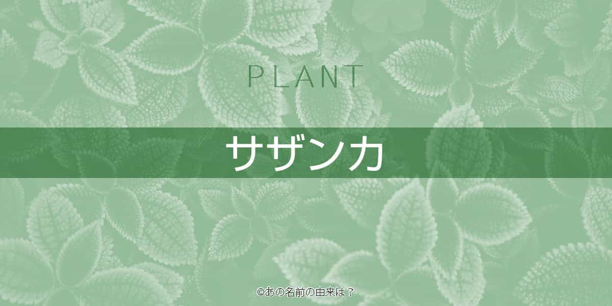 サザンカの名前の由来は 秋から初冬に咲く美しい花の語源は 冬の季語にされる植物 Quiz あの名前の由来は