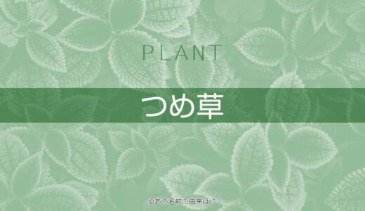 ピーマンの名前の由来は 緑と赤の違いは パプリカはピーマン 栄養素も違う緑と赤 Quiz あの名前の由来は