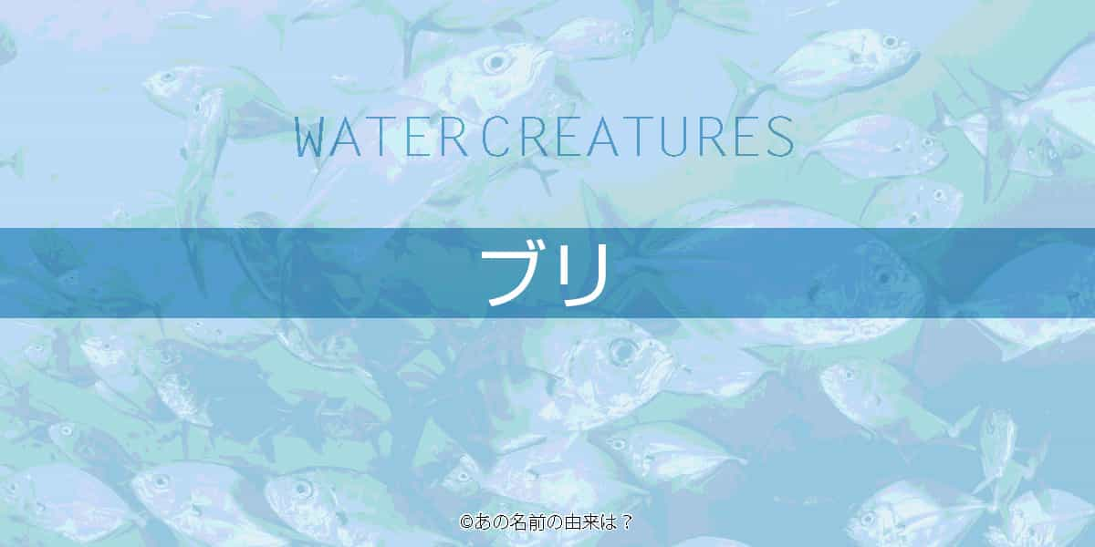 ブリの名前の由来は 関東と関西で呼び名も違う出世魚の語源は 縁起の良い食材 Quiz あの名前の由来は