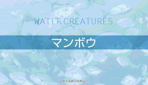 サケの名前の由来は 勘違い 鮭とサーモンの明確な違いとは 魚の語源と背景 Quiz あの名前の由来は